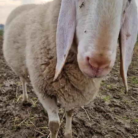 La Casa Fiorita Gospodarstwo agroturystyczne
